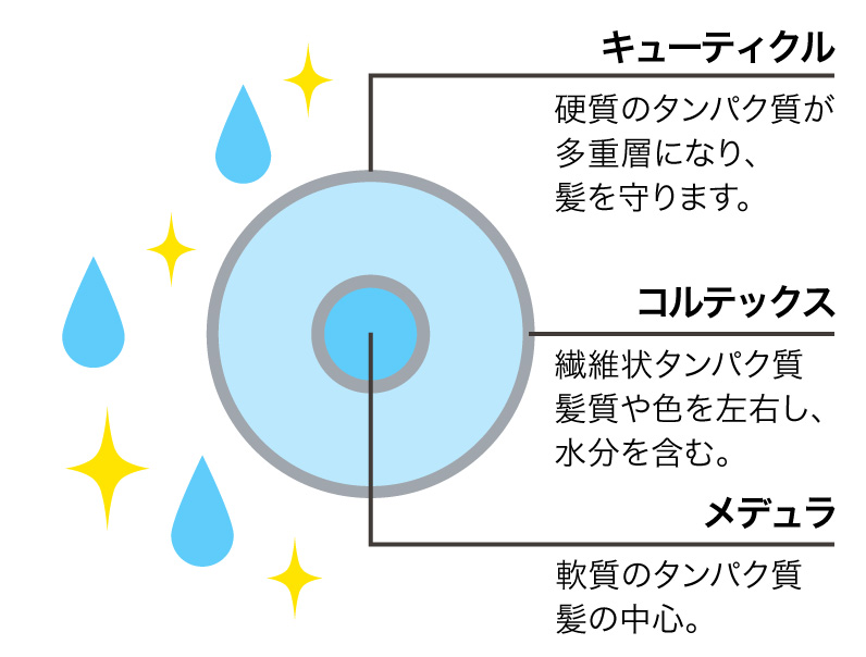 髪の毛の内部:キューティクル・コルテックス・メデュラ